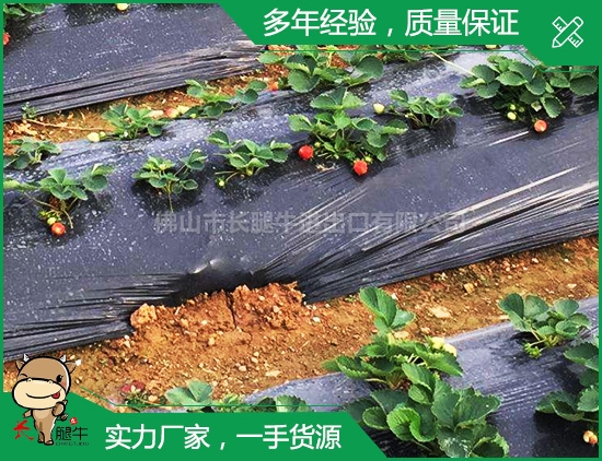 中山疏菜膜